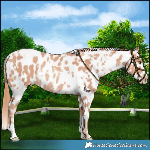 Horse Color:White Spotted Gold Champagne Appaloosa Rabicano 