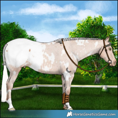 Horse Color:White Spotted Silver Sable Champagne Snowcap 