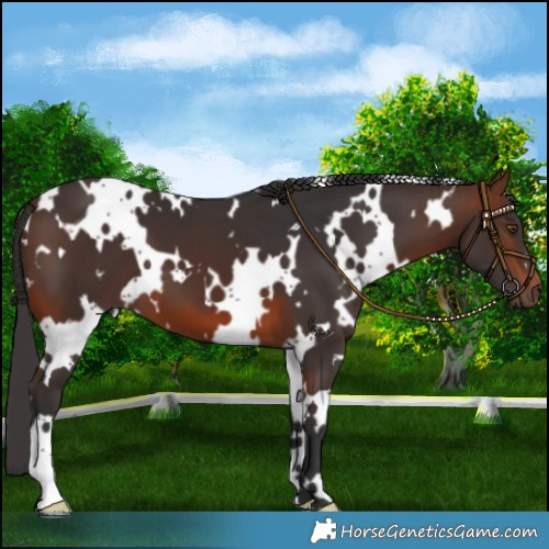 Horse Color:White Spotted Brown 