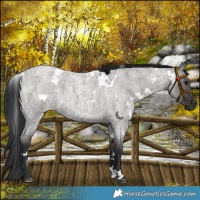 Horse Color:White Spotted Grullo Roan 