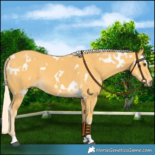 Horse Color:White Spotted Palomino 