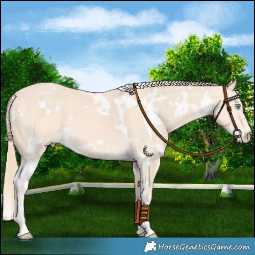 Horse Color:White Spotted Perlino 