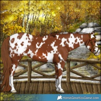 Horse Color:White Spotted Chestnut Blanket