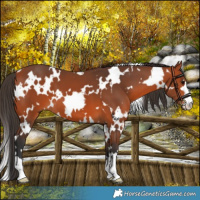 Horse Color:White Spotted Bay 