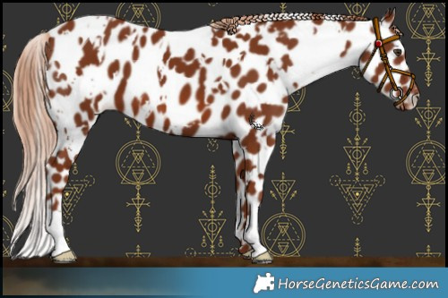 Horse Color:White Spotted Chestnut Leopard 