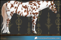 Horse Color:White Spotted Chestnut Appaloosa 