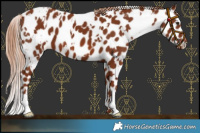 Horse Color:White Spotted Chestnut Leopard 