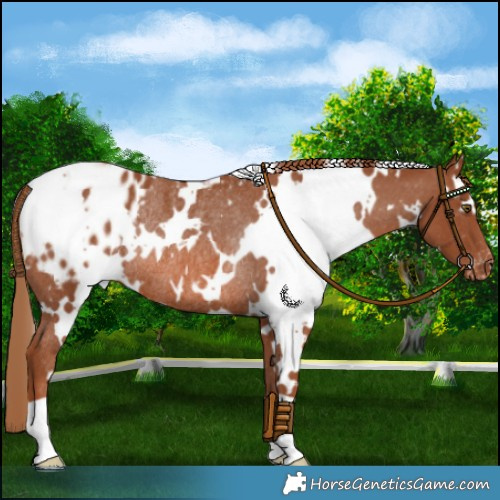 Horse Color:White Spotted Chestnut Blanket Rabicano 