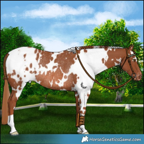 Horse Color:White Spotted Chestnut Appaloosa Rabicano 