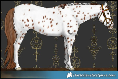 Horse Color:White Spotted Chestnut Appaloosa