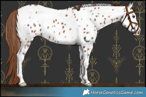 Horse Color:White Spotted Chestnut Appaloosa 
