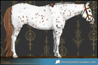 Horse Color:White Spotted Chestnut Near Leopard