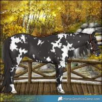 Horse Color:White Spotted Smoky Black 