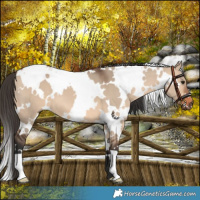 Horse Color:White Spotted Bay Dun
