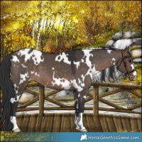 Horse Color:White Spotted Brown Dun Varnish 