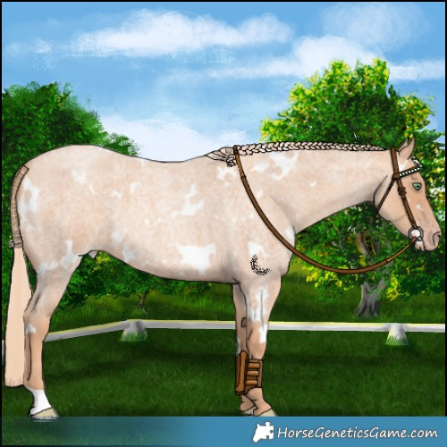 Horse Color:White Spotted Gold Champagne Roan Rabicano 