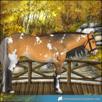 Horse Color:White Spotted Buckskin 