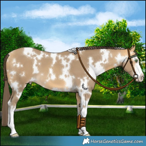 Horse Color:White Spotted Amber Cream Champagne 