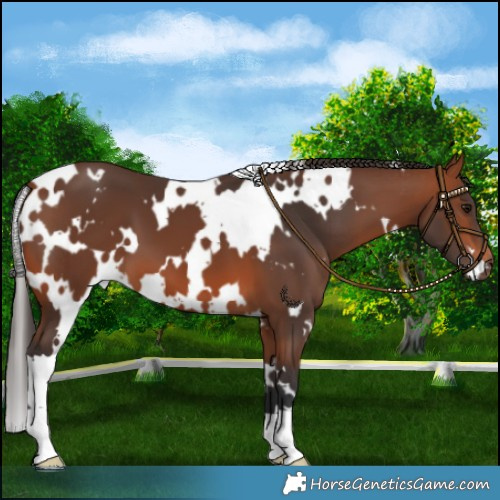 Horse Color:White Spotted Bay 
