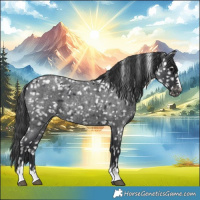 Horse Color:Blue Roan Snowflake Varnish 