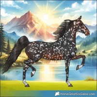 Horse Color:Bay Appaloosa 