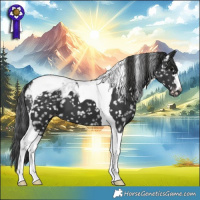 Horse Color:Black Tobiano Appaloosa 