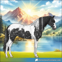Horse Color:Black Tobiano Appaloosa 