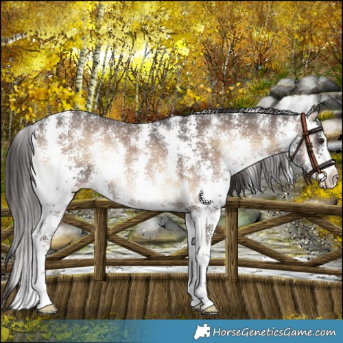 Horse Color:Liver Red Onyx Sabino Rabicano 