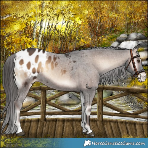 Horse Color:Liver Red Onyx Appaloosa 