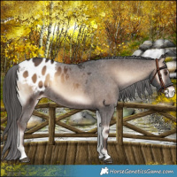 Horse Color:Liver Red Onyx Appaloosa 