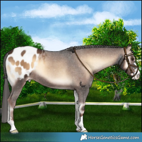 Horse Color:Liver Red Onyx Blanket 