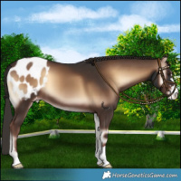 Horse Color:Liver Red Onyx Appaloosa 