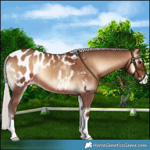 Horse Color:Silver Bay Onyx Blanket 