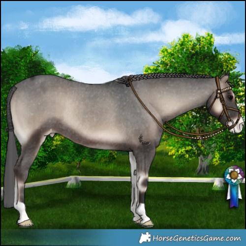 Horse Color:Blue Onyx Appaloosa Rabicano 