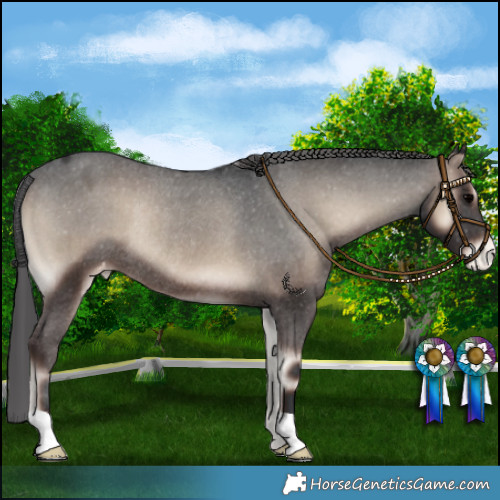 Horse Color:Blue Onyx Appaloosa Rabicano 
