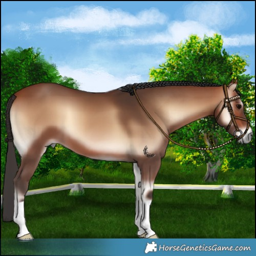 Horse Color:Bay Onyx 