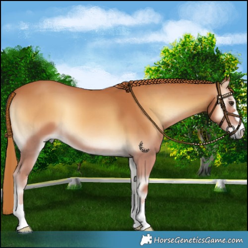 Horse Color:Red Onyx 