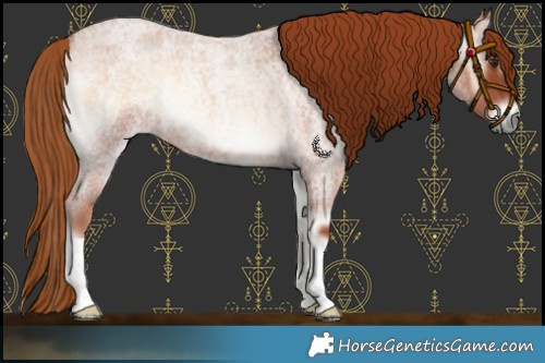 Horse Color:Red Onyx Roan 