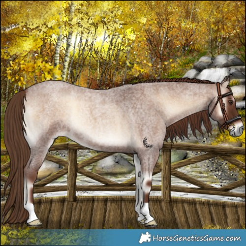 Horse Color:Red Onyx Roan 