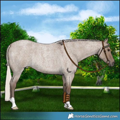 Horse Color:Silver Grullo Roan Rabicano 