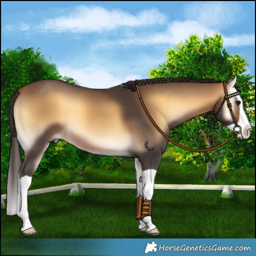 Horse Color:Buckskin Onyx Splash 