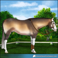 Horse Color:Buckskin Onyx Splash 