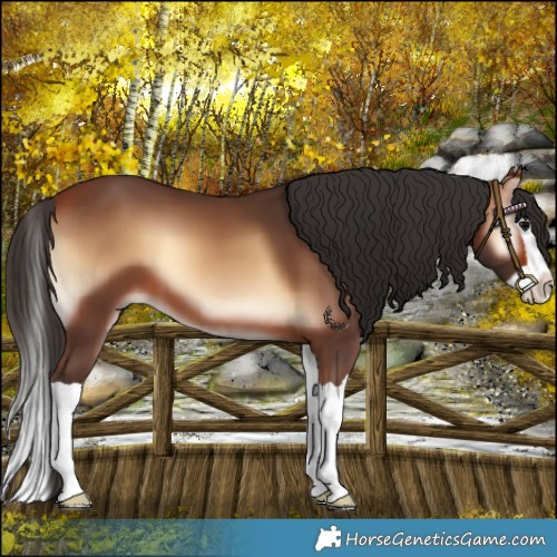 Horse Color:Bay Onyx Splash 