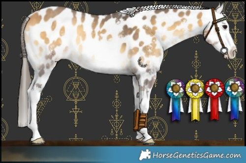 Horse Color:Buckskin Onyx Sabino Splash Appaloosa 