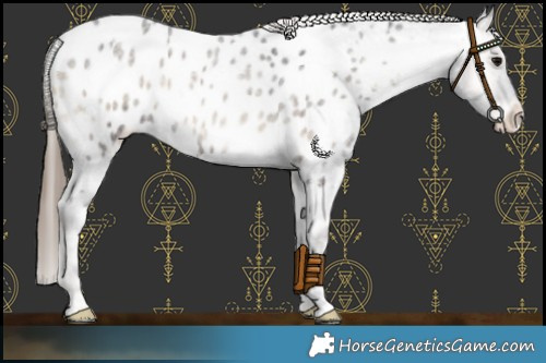 Horse Color:Smoky Blue Onyx Roan Appaloosa 
