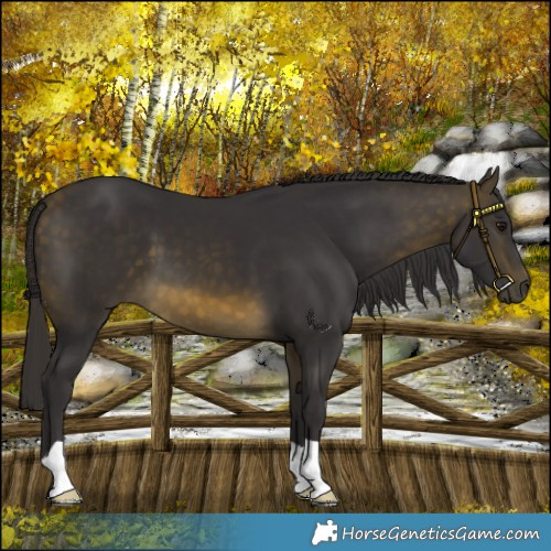 Horse Color:Buckskin 