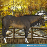 Horse Color:Buckskin 