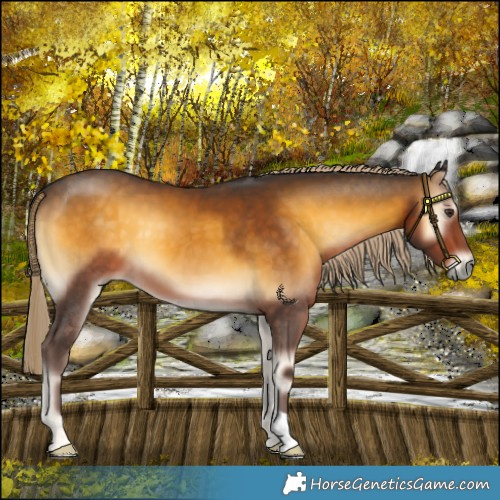 Horse Color:Chocolate Palomino Onyx 