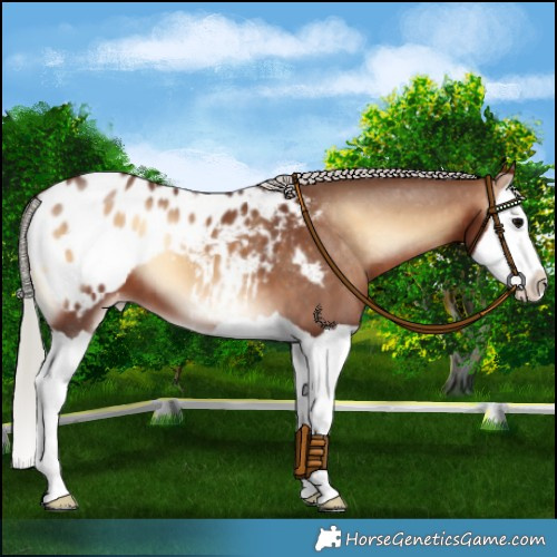 Horse Color:Silver Brown Onyx Splash Appaloosa 