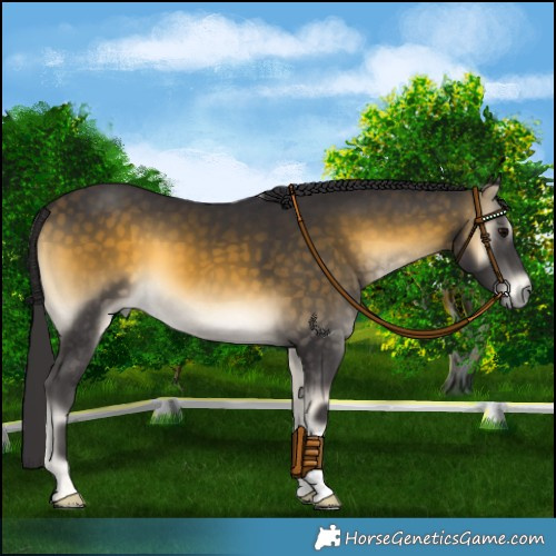 Horse Color:Buckskin Onyx